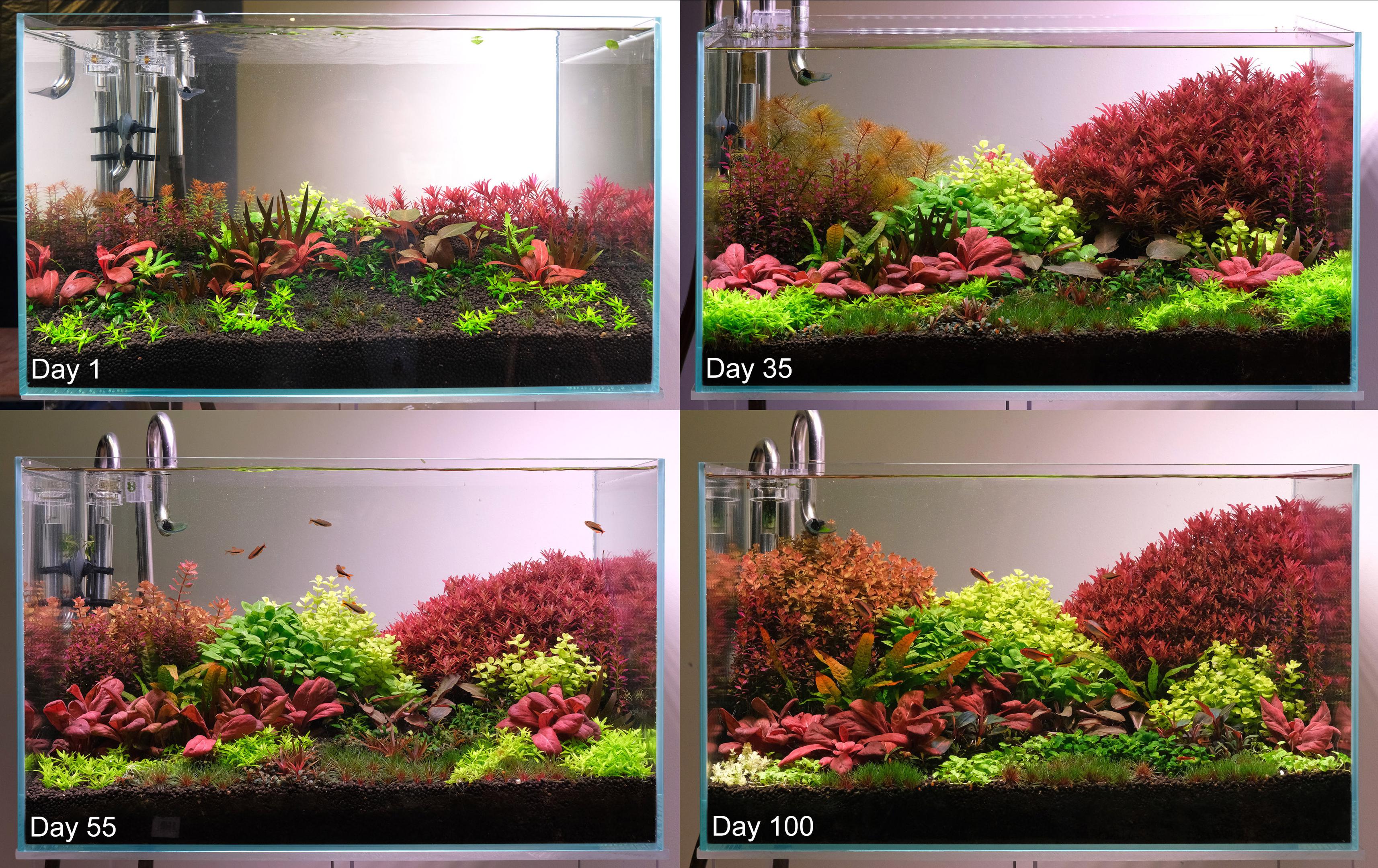 Plant growth speed in Planted aquariums