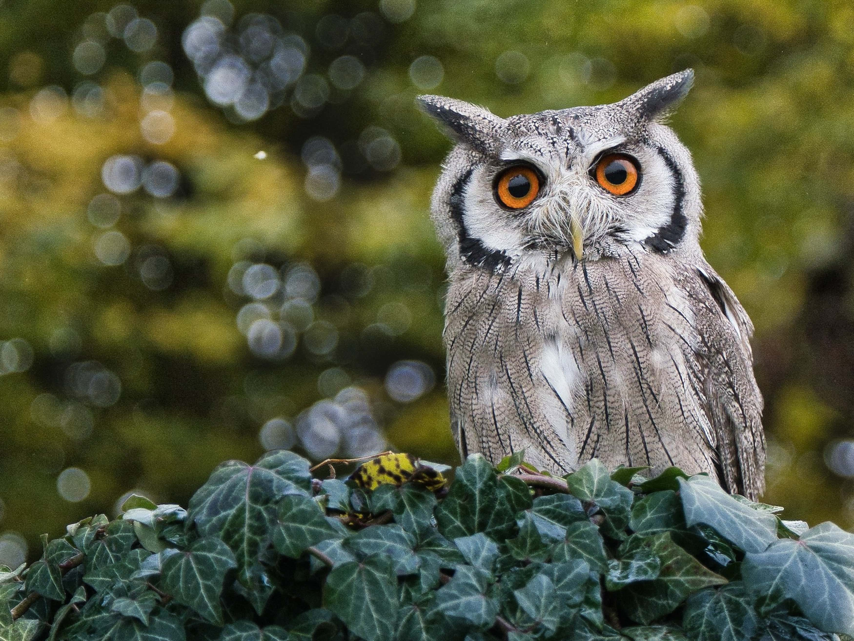 Spiritual Significance of Encountering an Owl