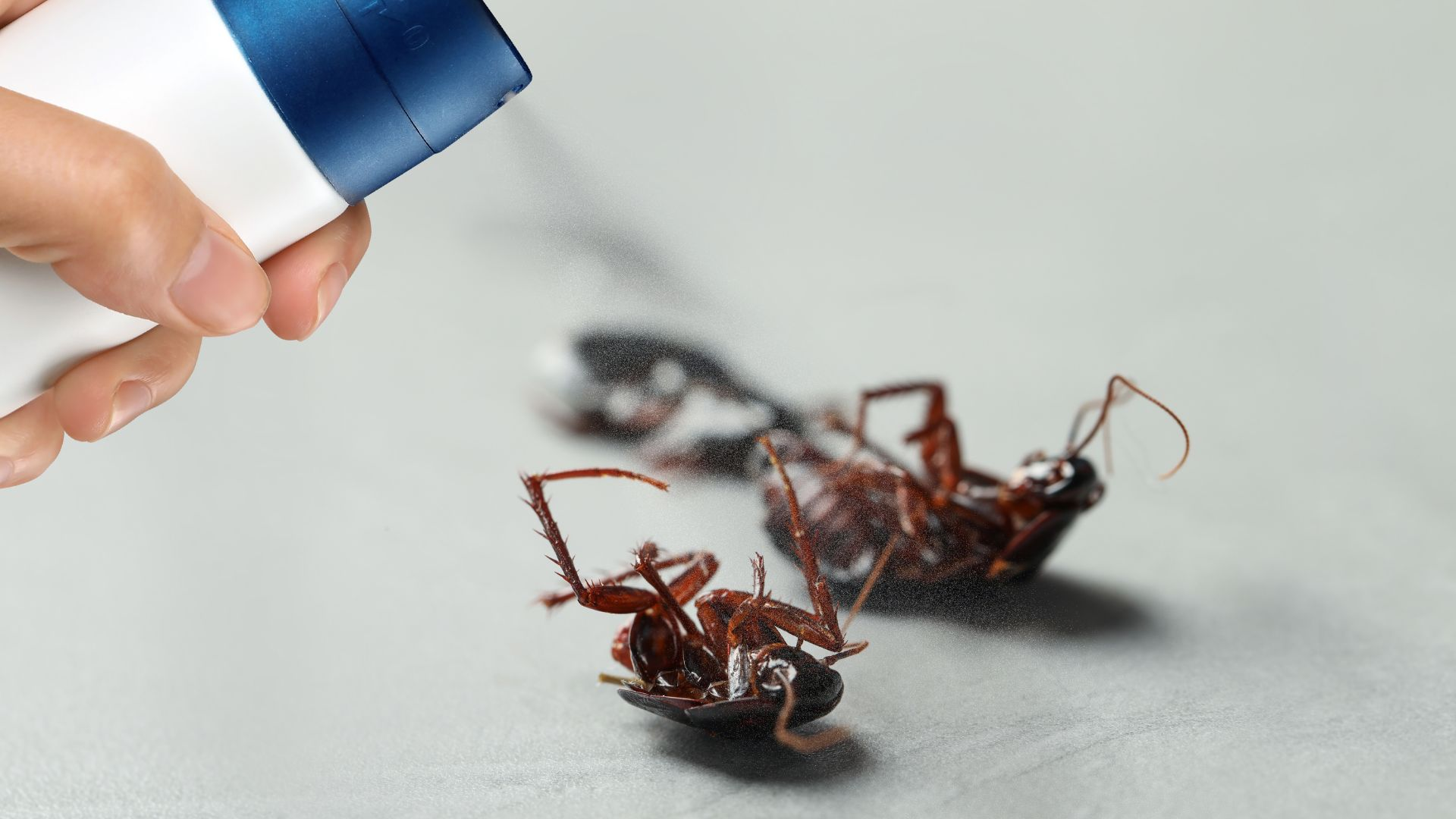 An image of a person spraying cockroaches with a insecticide.