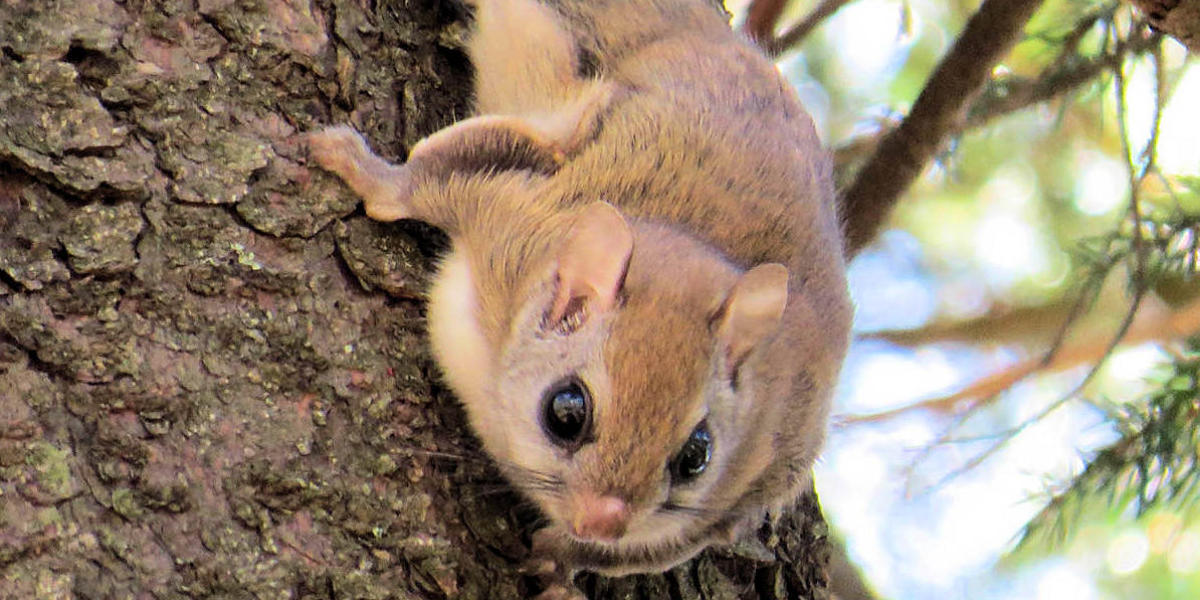 interesting animals in redwood national park