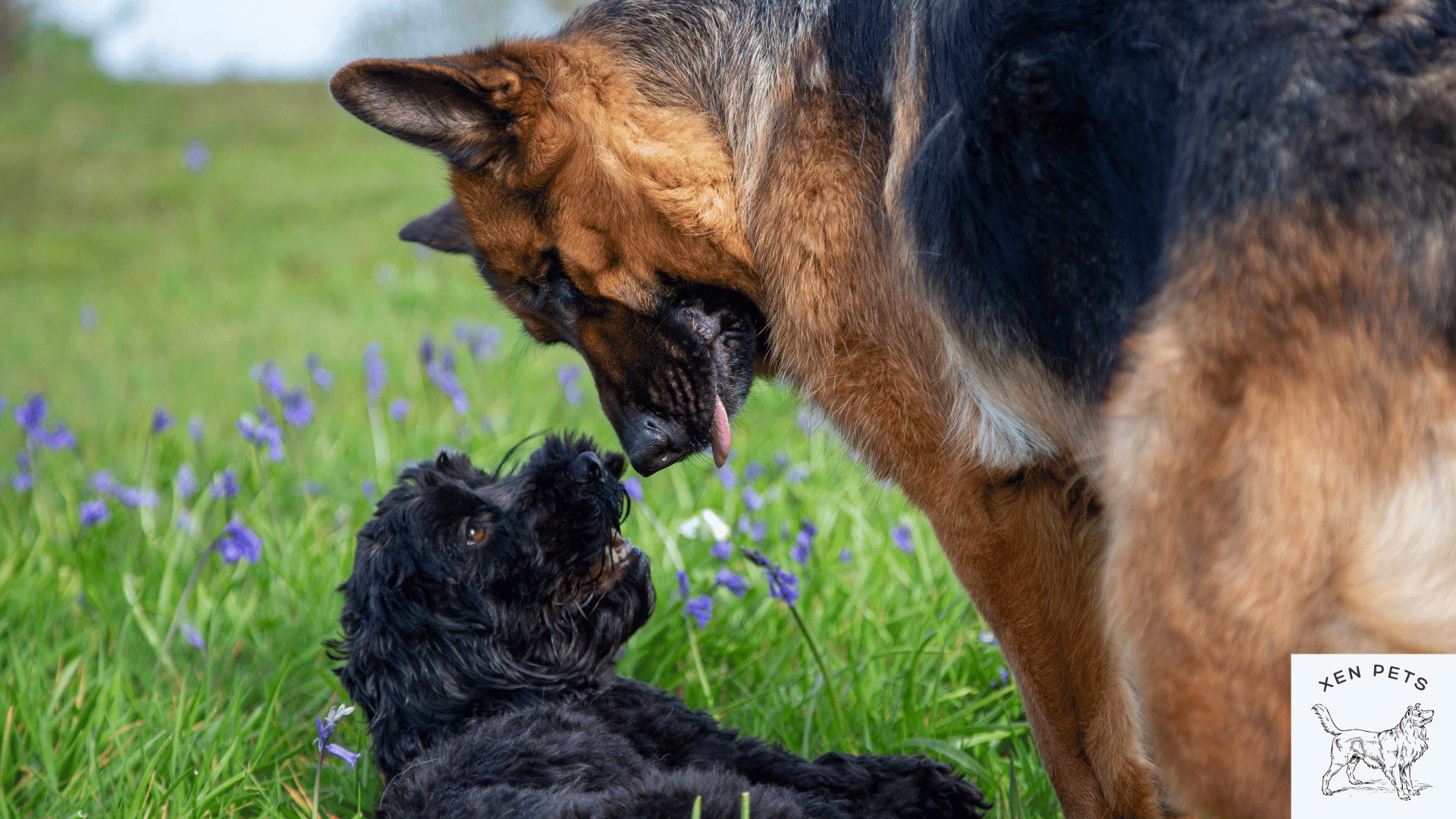 small dog playing with big dog in the grass