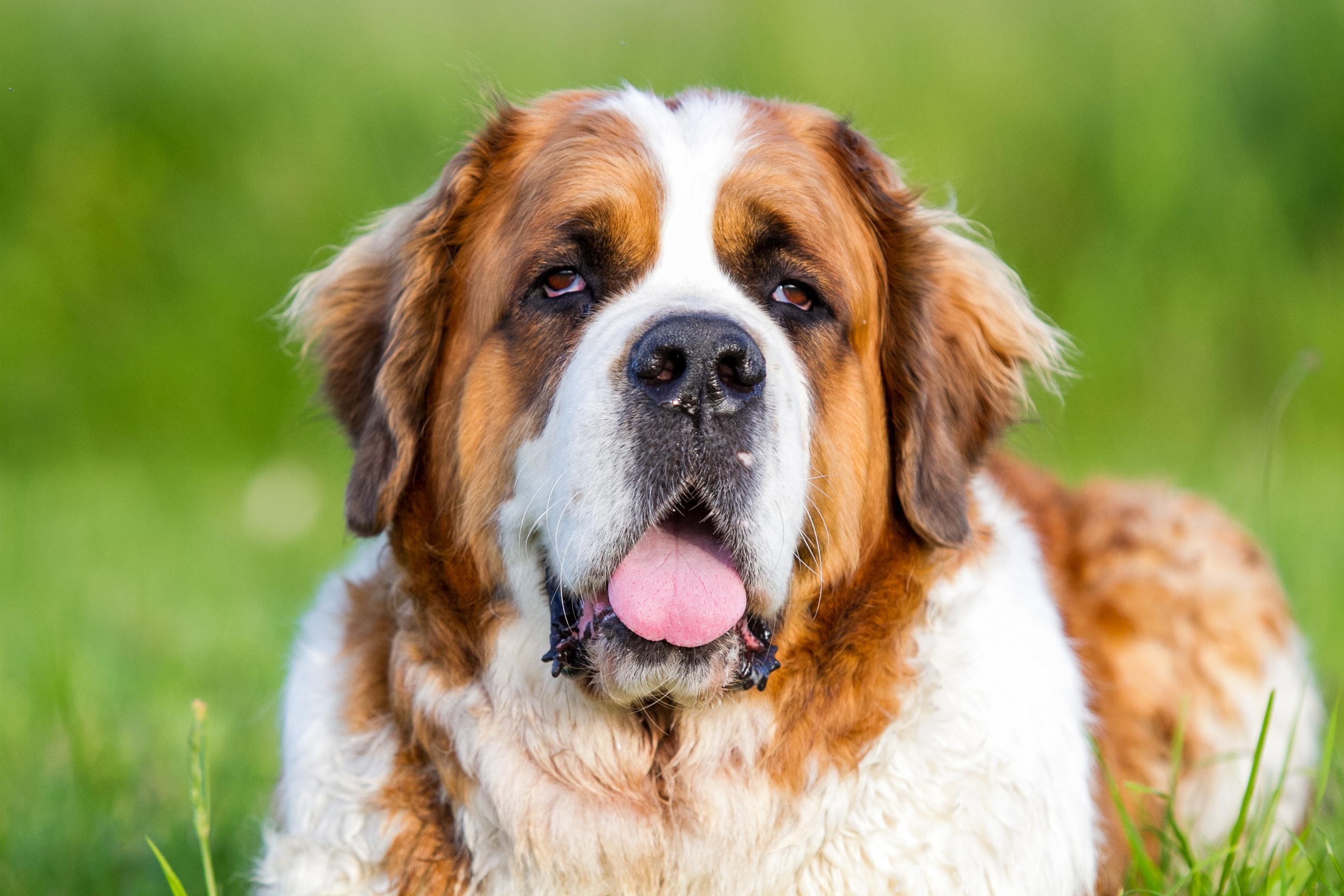 A faceview of the St. Bernard showcasing their expressive features