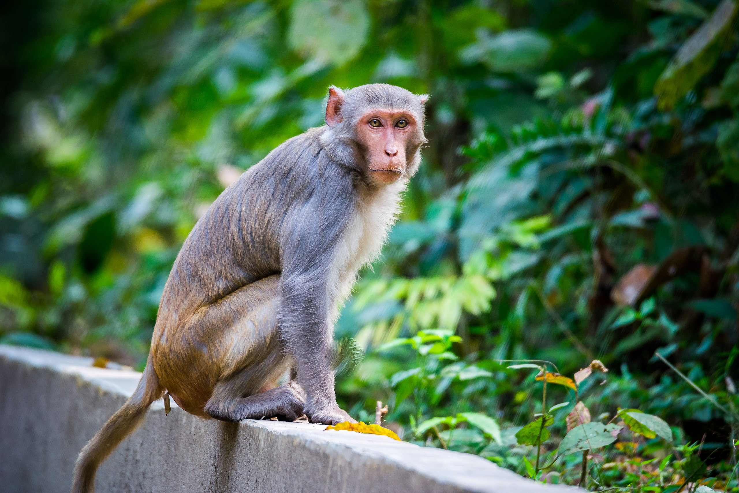 rhesus macaques, primate species, rhesus macaque population growth