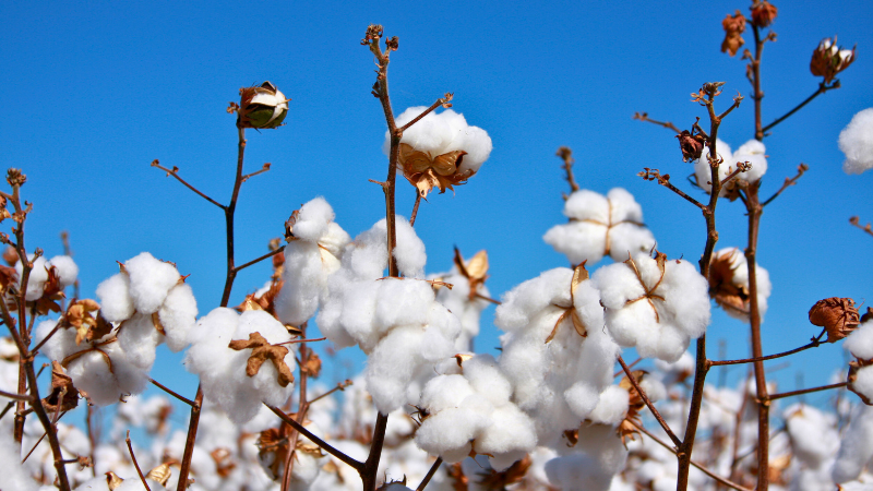 Pima cotton plants in a field against a blue sky