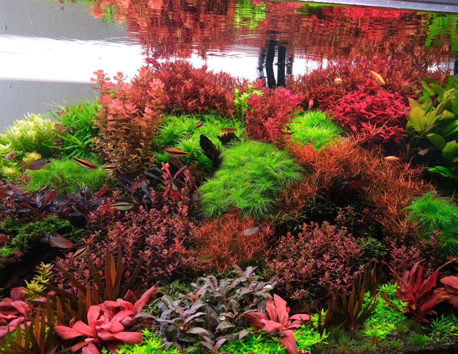 Red aquarium plants by 2hr Aquarist