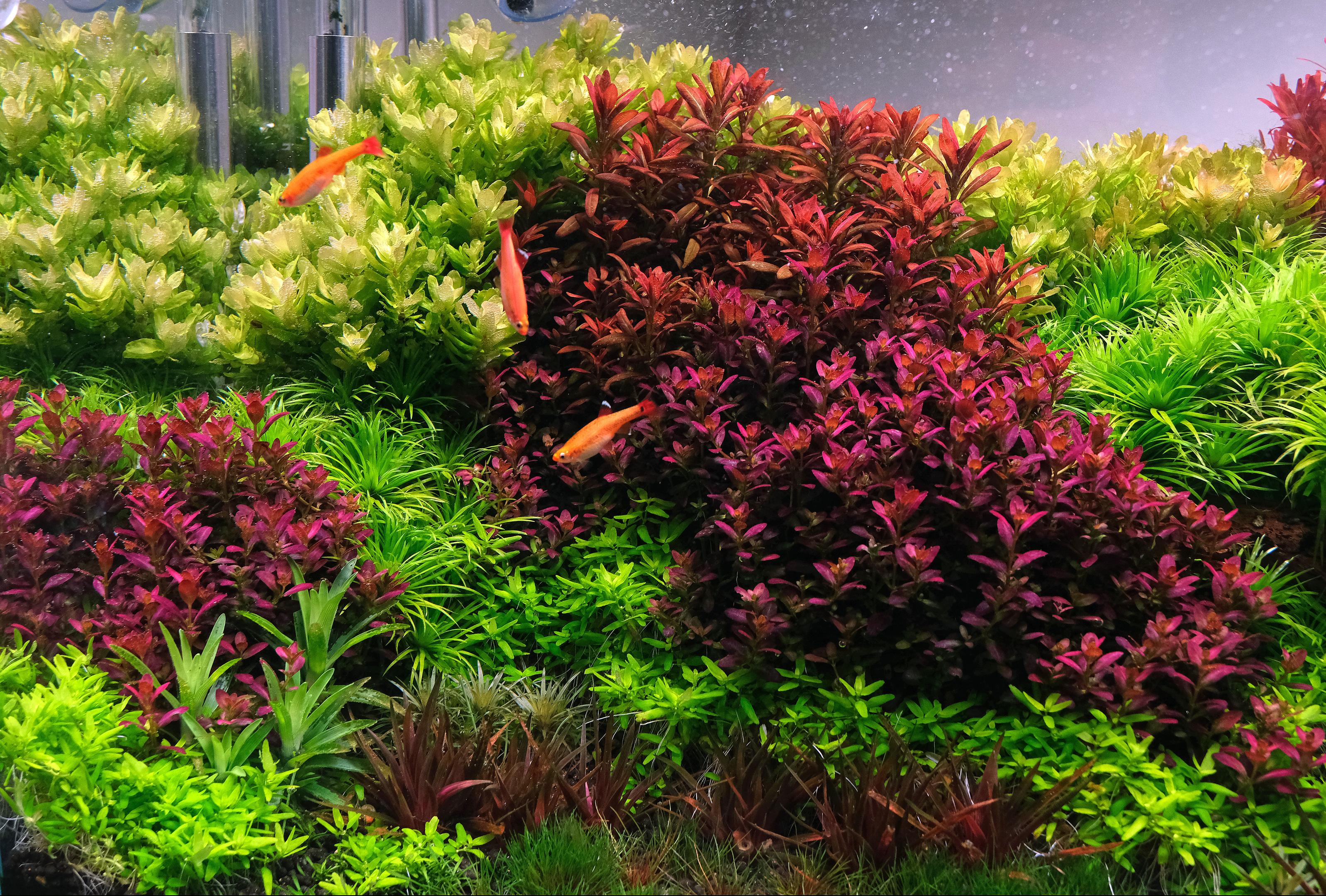 Rotala tulunadensis, Rotala florida sunset and Rotala florida.