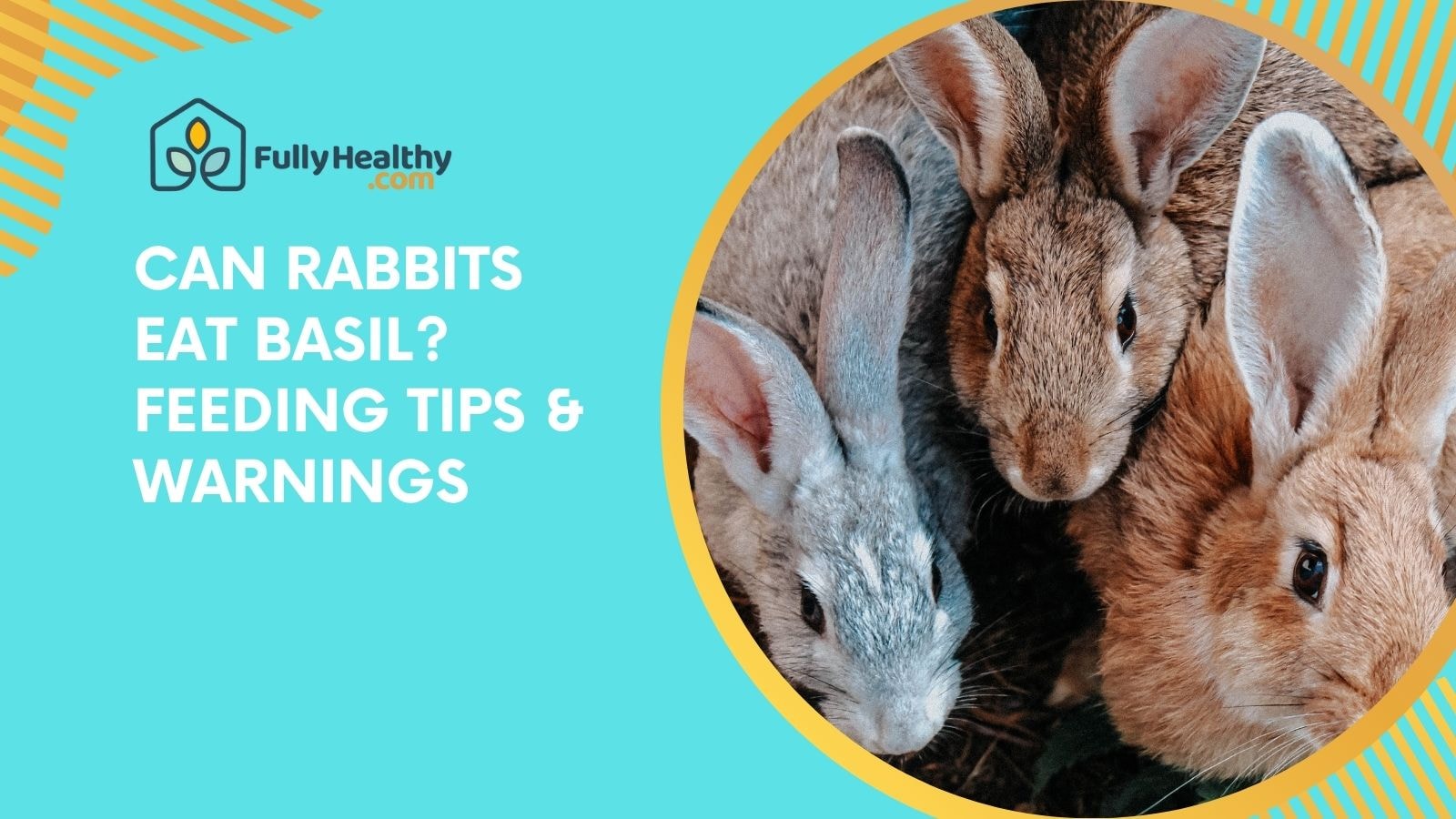 Can Rabbits Eat Basil? Feeding Tips & Warnings