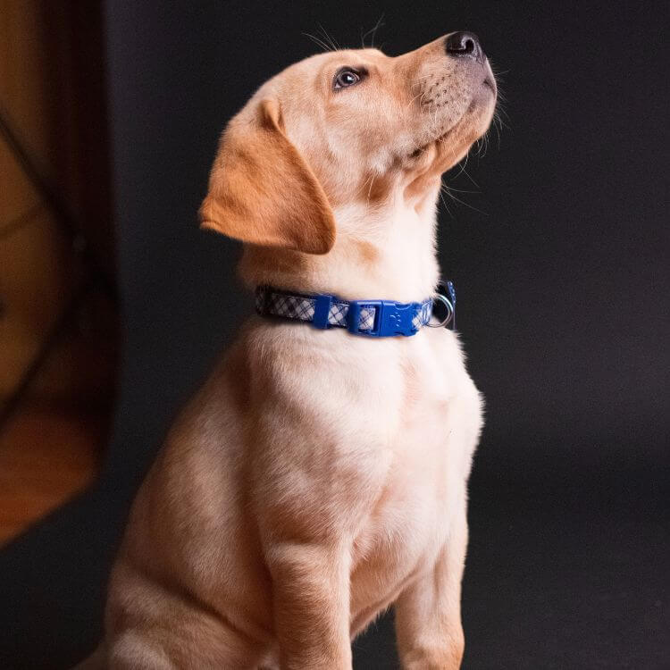 A dog wearing a waterproof collar, showing how to measure and adjust for the perfect fit