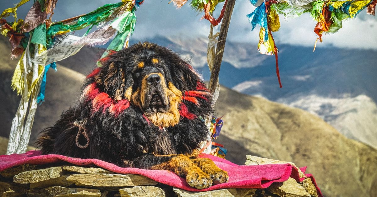 a healthy and mature tibetan mastiff 