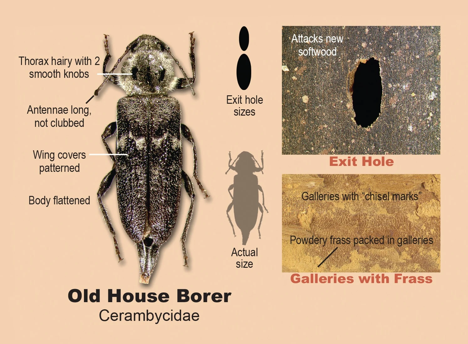 An image of an Old House Borer Beetle (Cerambycidae).