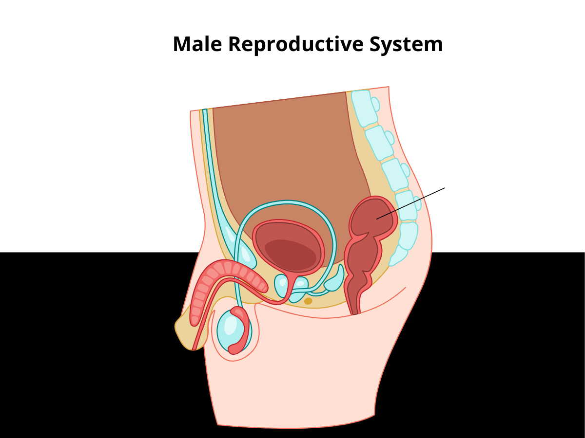 Male Reproductive System- epididymitis symptoms