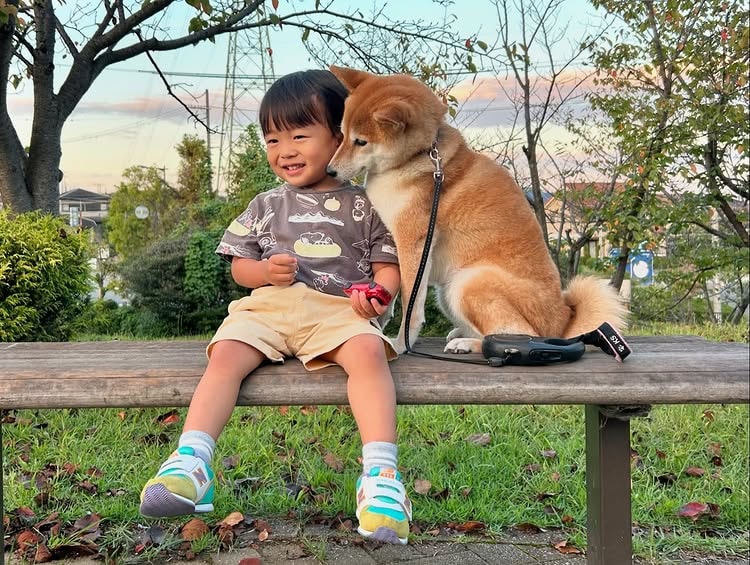 shiba inu playing with a children. 