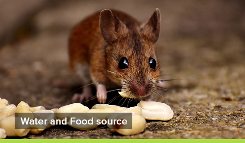 Rats favourite deals food