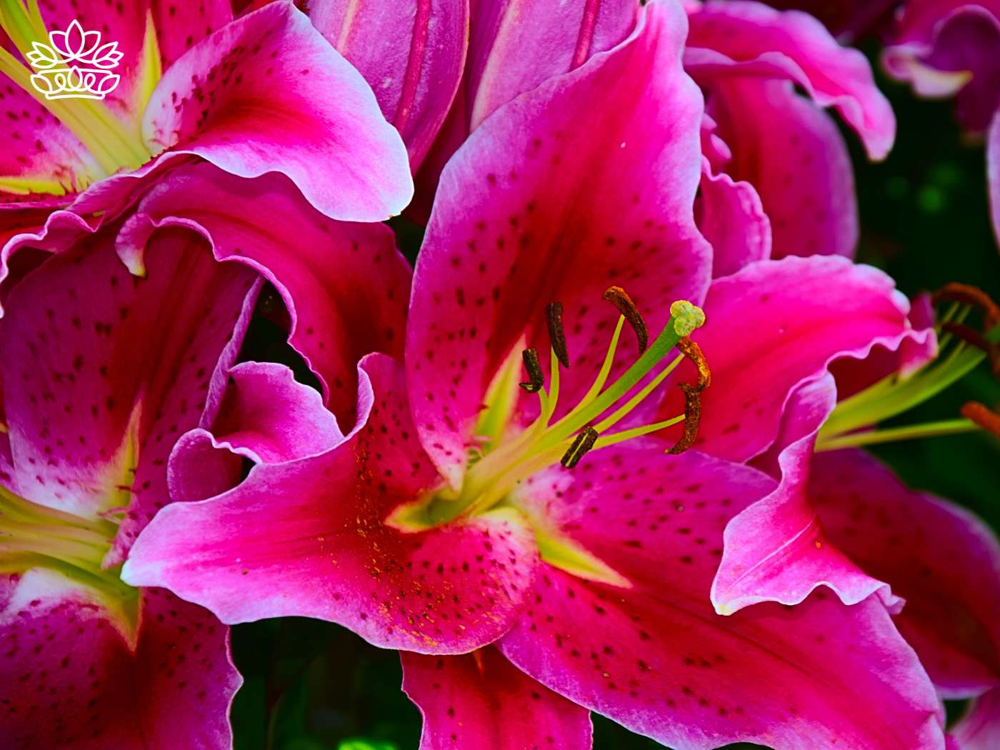 Vibrant pink lilies with fragrant blossoms, characteristic of North American species, showcased in stunning detail. Perfect for delivering flowers that impress, part of the Fabulous Flowers and Gifts - Lillies Collection.