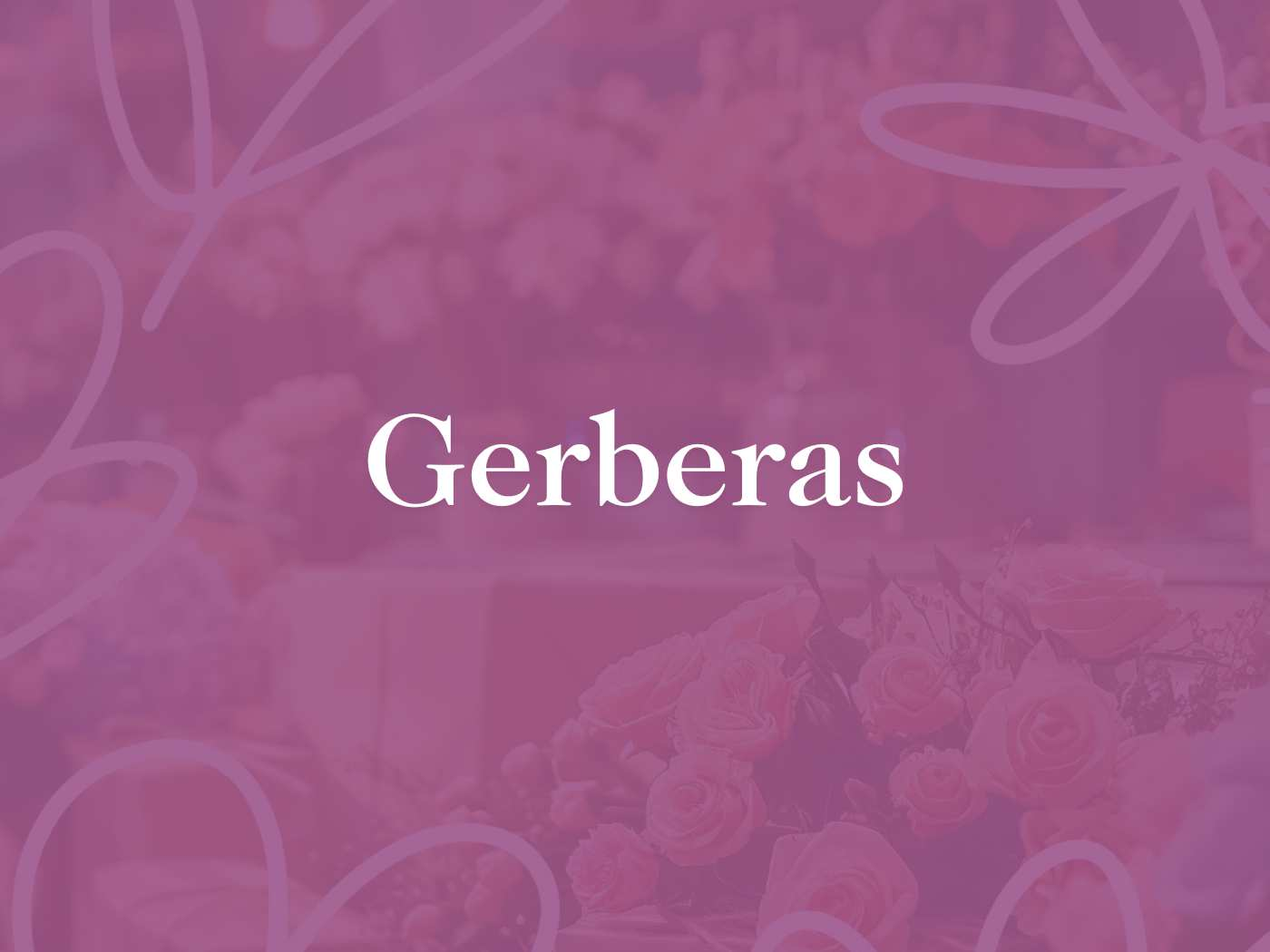 A plain purple background, with the text 'Gerberas' for the Gerbera collection.