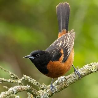 Orchard Orioles, bird 