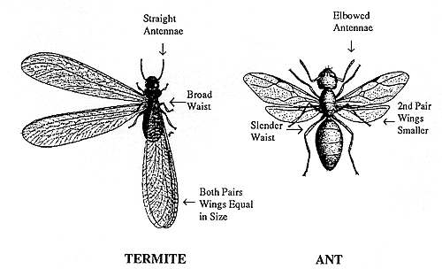 A comparison between flying ants and termites.