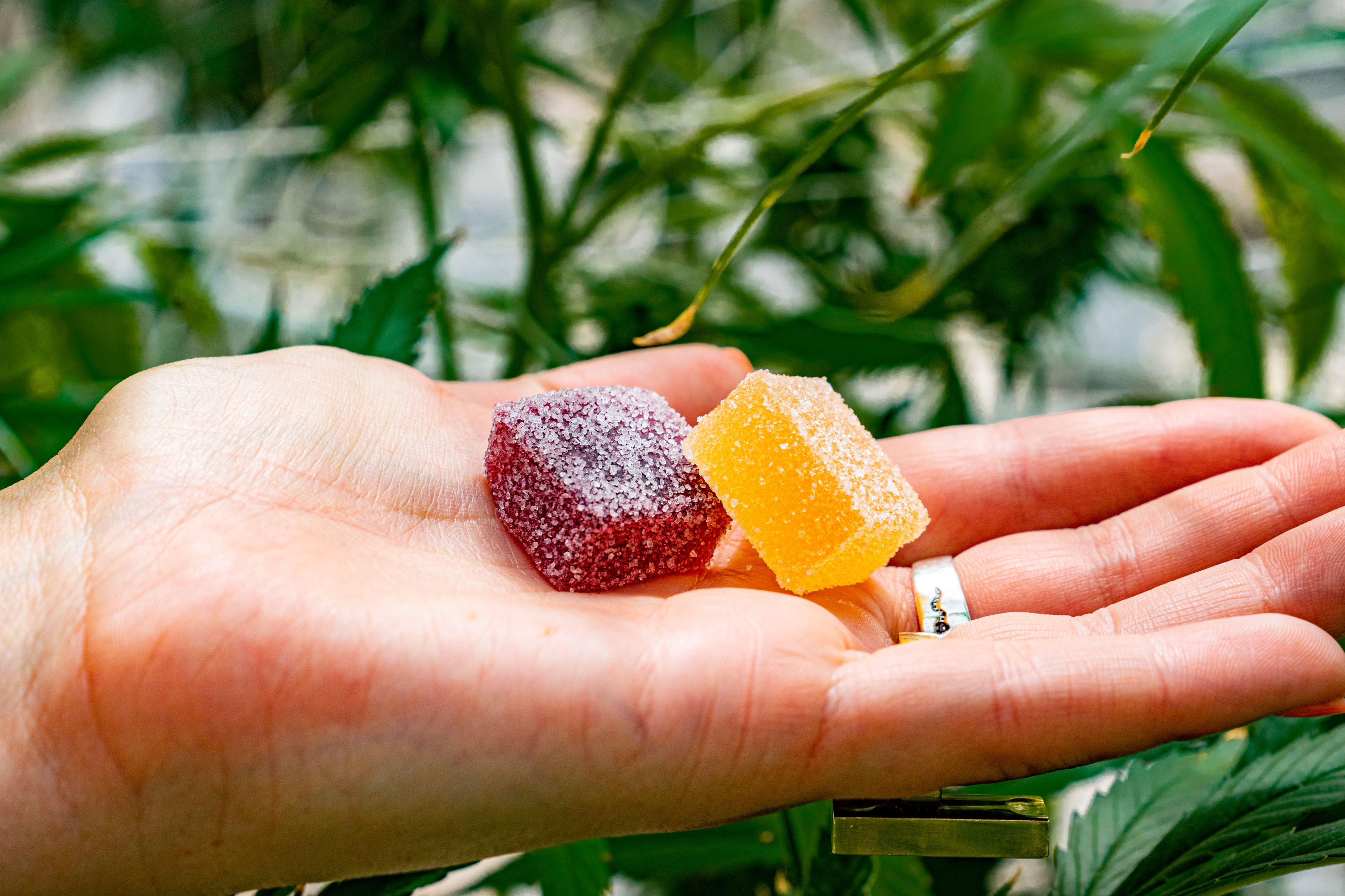 Enjoy some delta 8 gummies on your next camping trip. The outdoors and a potential buzz from delta 9 or delta 8 gummies could make a great pairing.