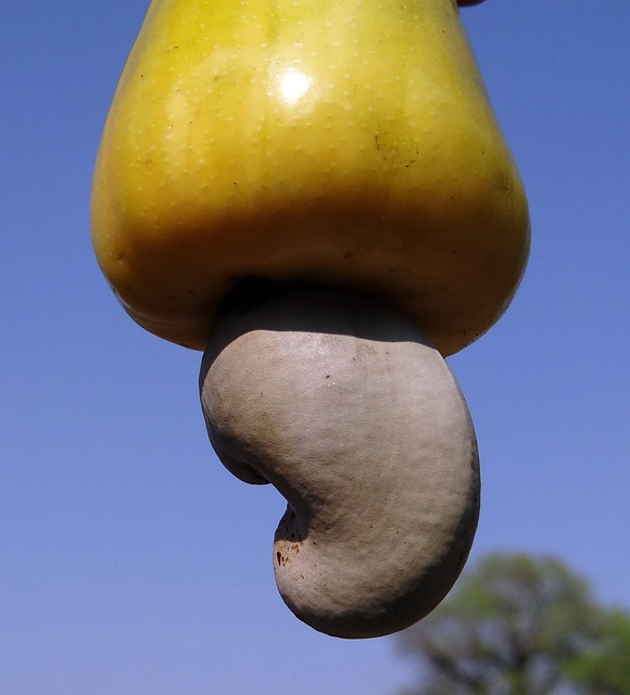 cashew nuts, fruit, tree
