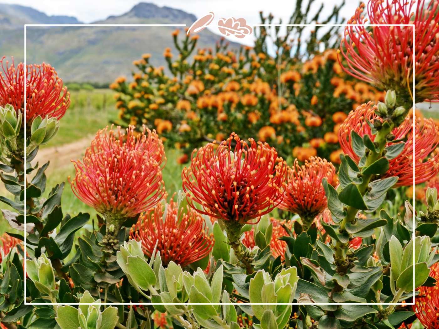 Red pincushion proteas growing in a South African fynbos landscape with mountains behind