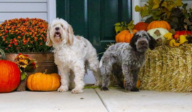 A large white do and large grey dog facing away from each other