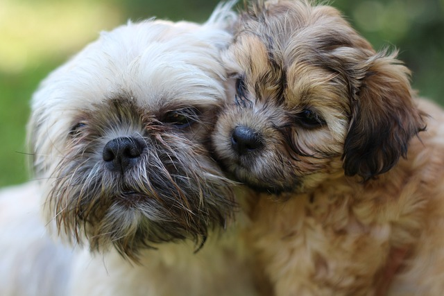 puppy, mama and puppy, cute