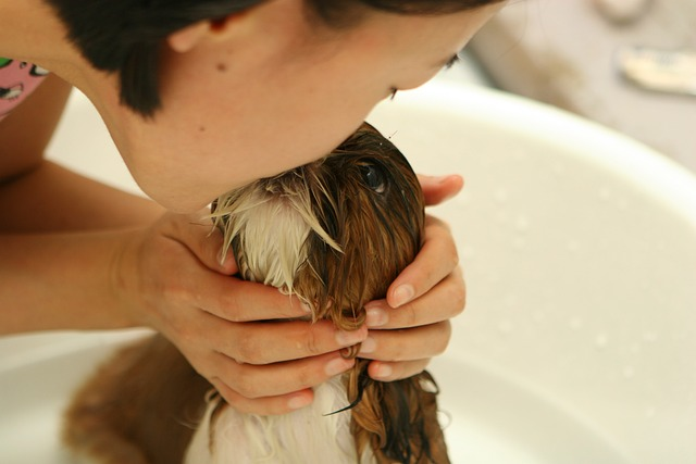 dog, puppy, bath