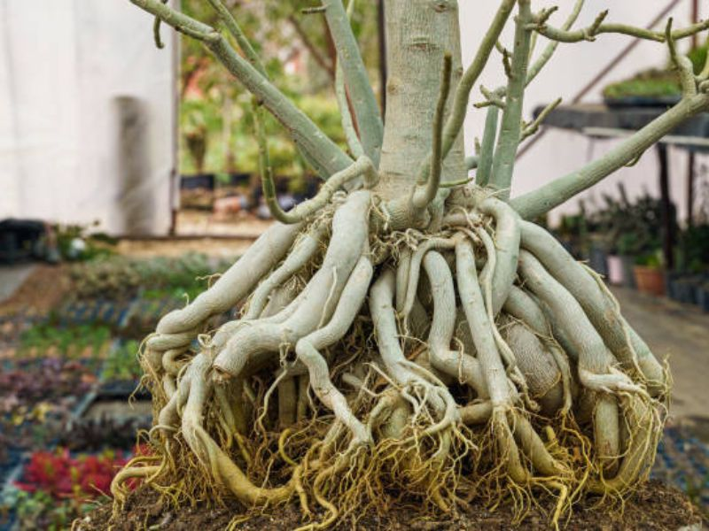 Due to the limited space within bonsai pots, roots can easily become overcrowded, resulting in decreased nutrient absorption and the risk of root rot.