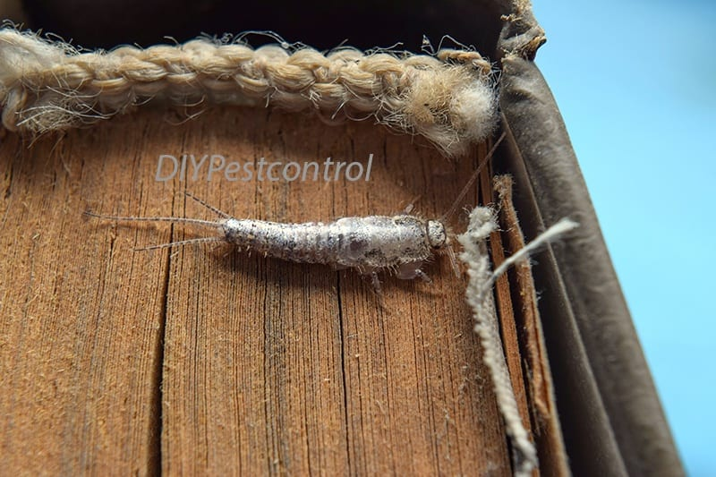 An image of a silverfish feeding on an old book's bindings.