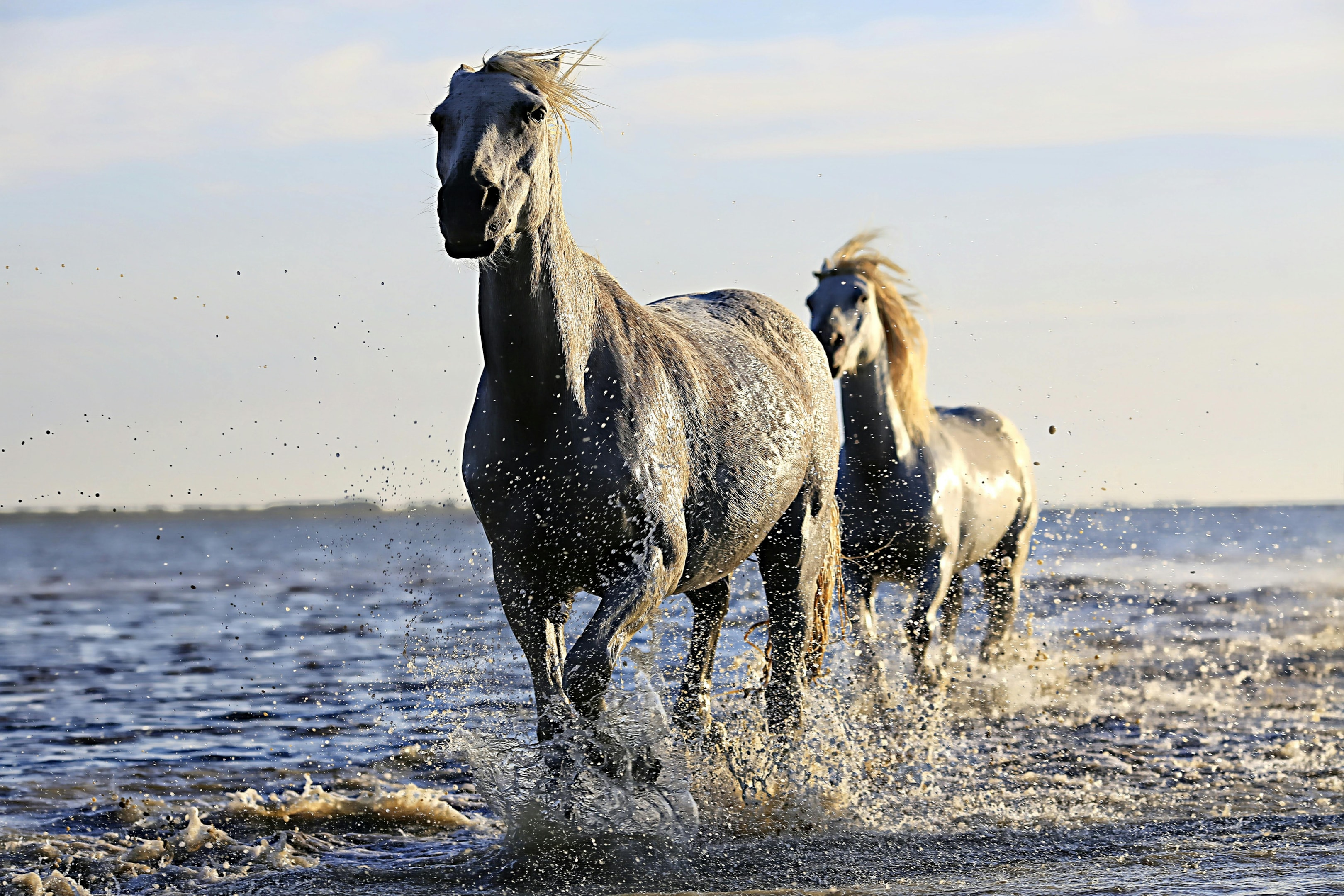 Grey horses in the water.