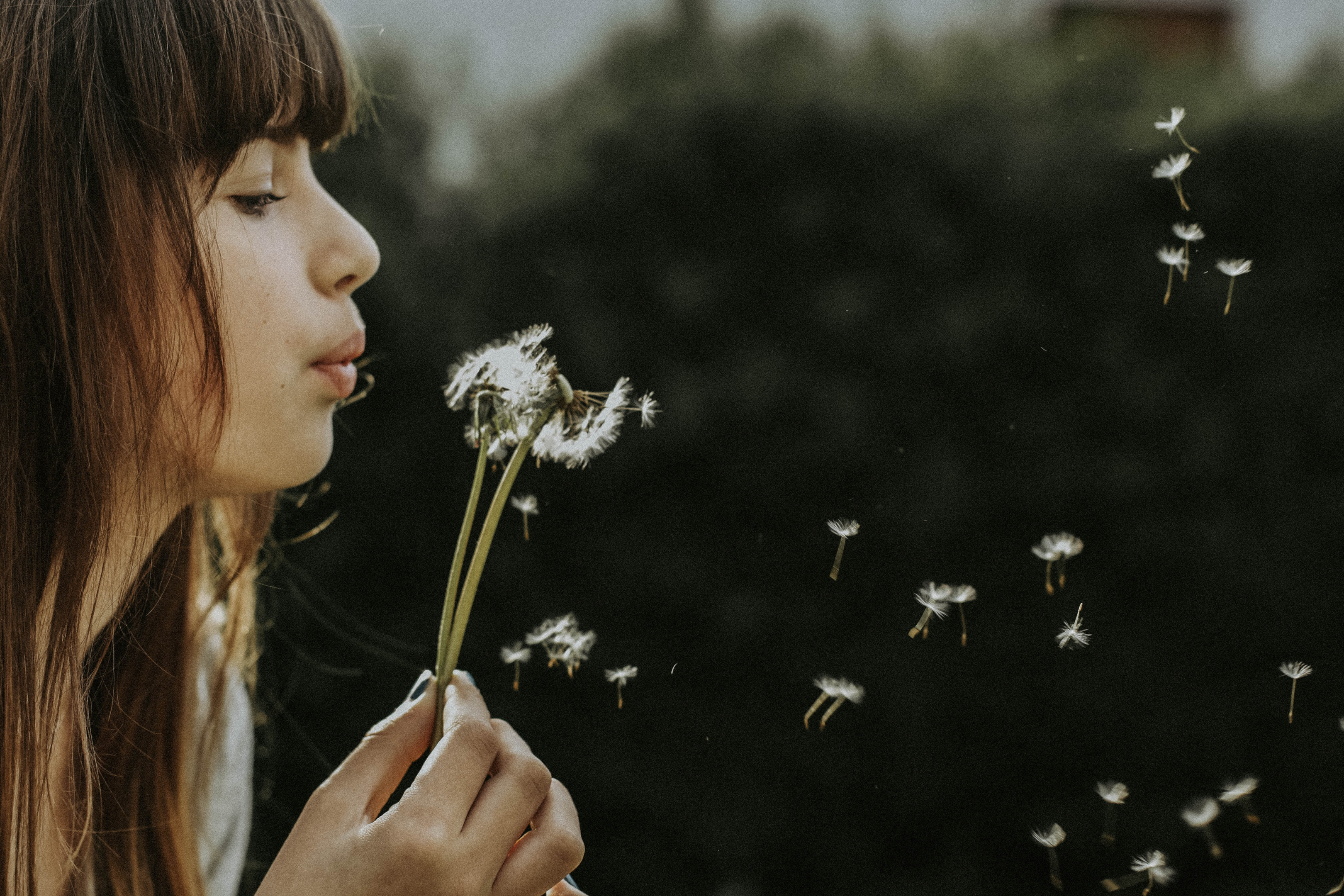 woman blowing a dandelion seeds scattering