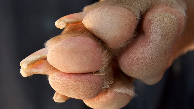 Swollen pad outlet on dog paw