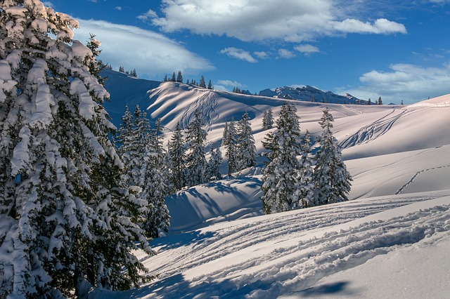 winter, nature, trees