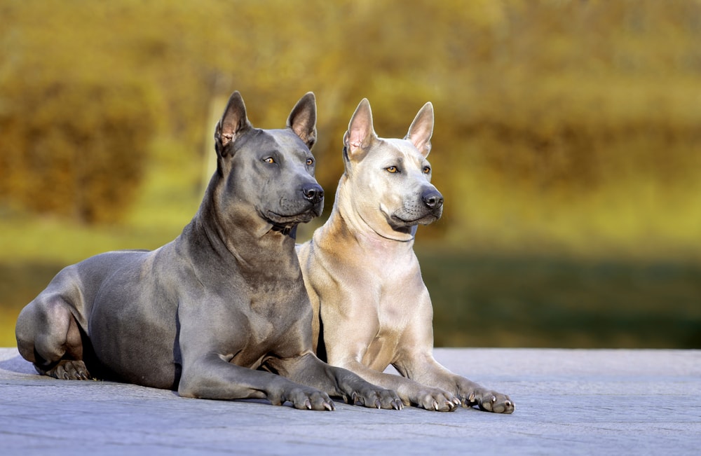 Thai Ridgeback - Dog Breed Information & Characteristics - FurLyfe!