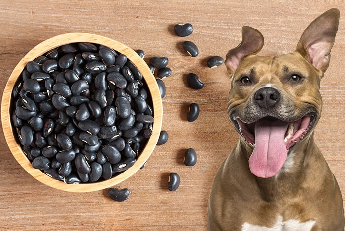 Black Beans Contain Magnesium Citrate For Your Dog