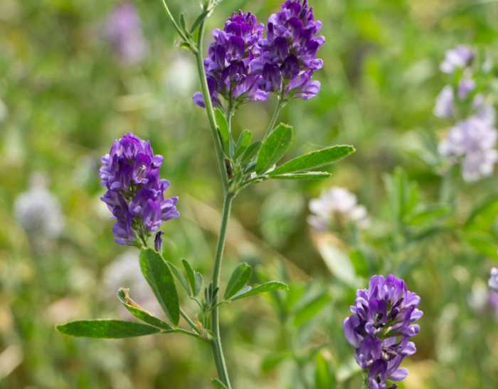 alfalfa: drought tolerant plants but high water use