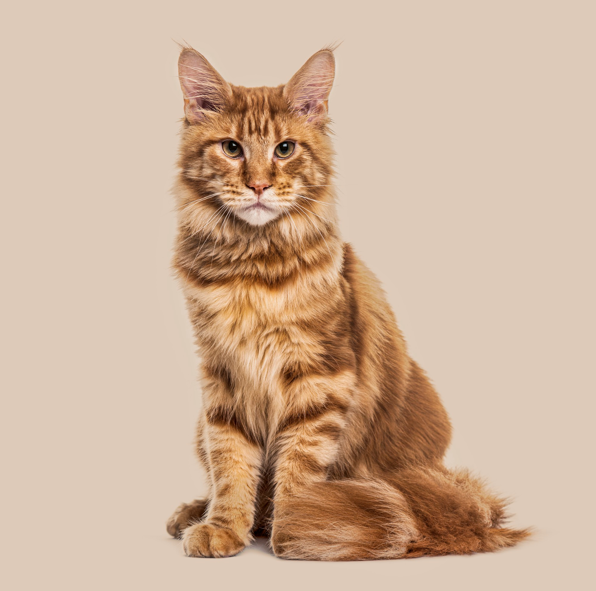 Comprehensive Guide to the Giant Maine Coon Cat Breed