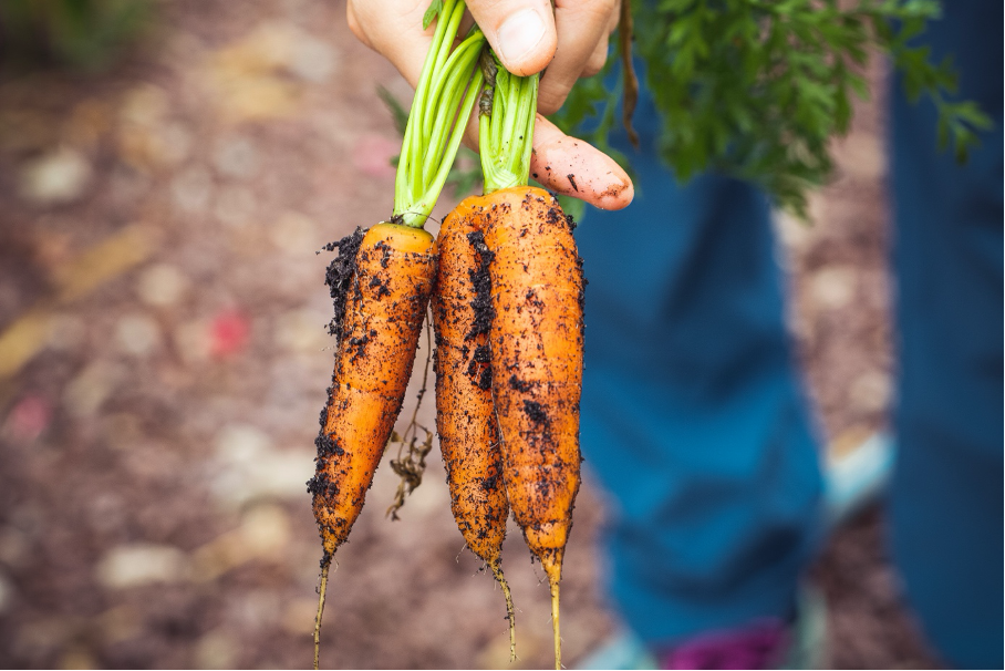 Harvested carrots