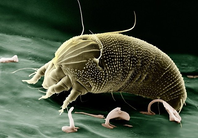Microscopic image of a dust mite