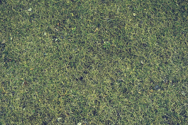 grass, lawn, yard
