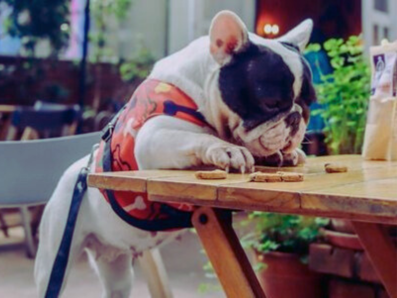 Cachorro come petiscos sobre a mesa em área externa do Barbarella Bakery, pet friendly. Imagem: Reprodução Instagram. 