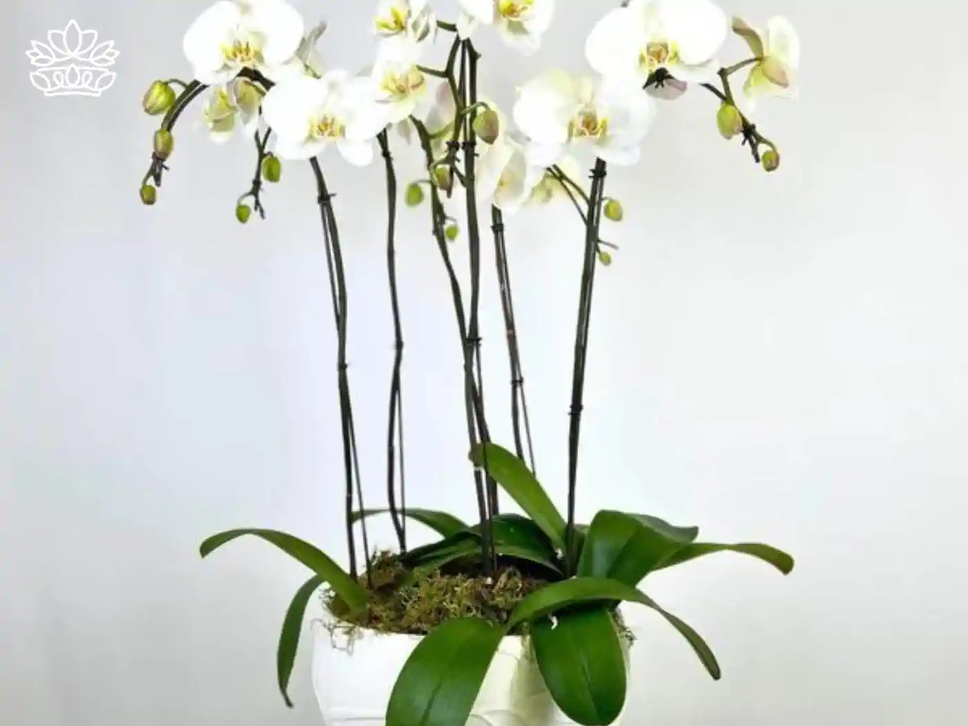 A potted white orchid plant in full bloom with green leaves, displayed in a white pot. Fabulous Flowers and Gifts - Orchids Collection.
