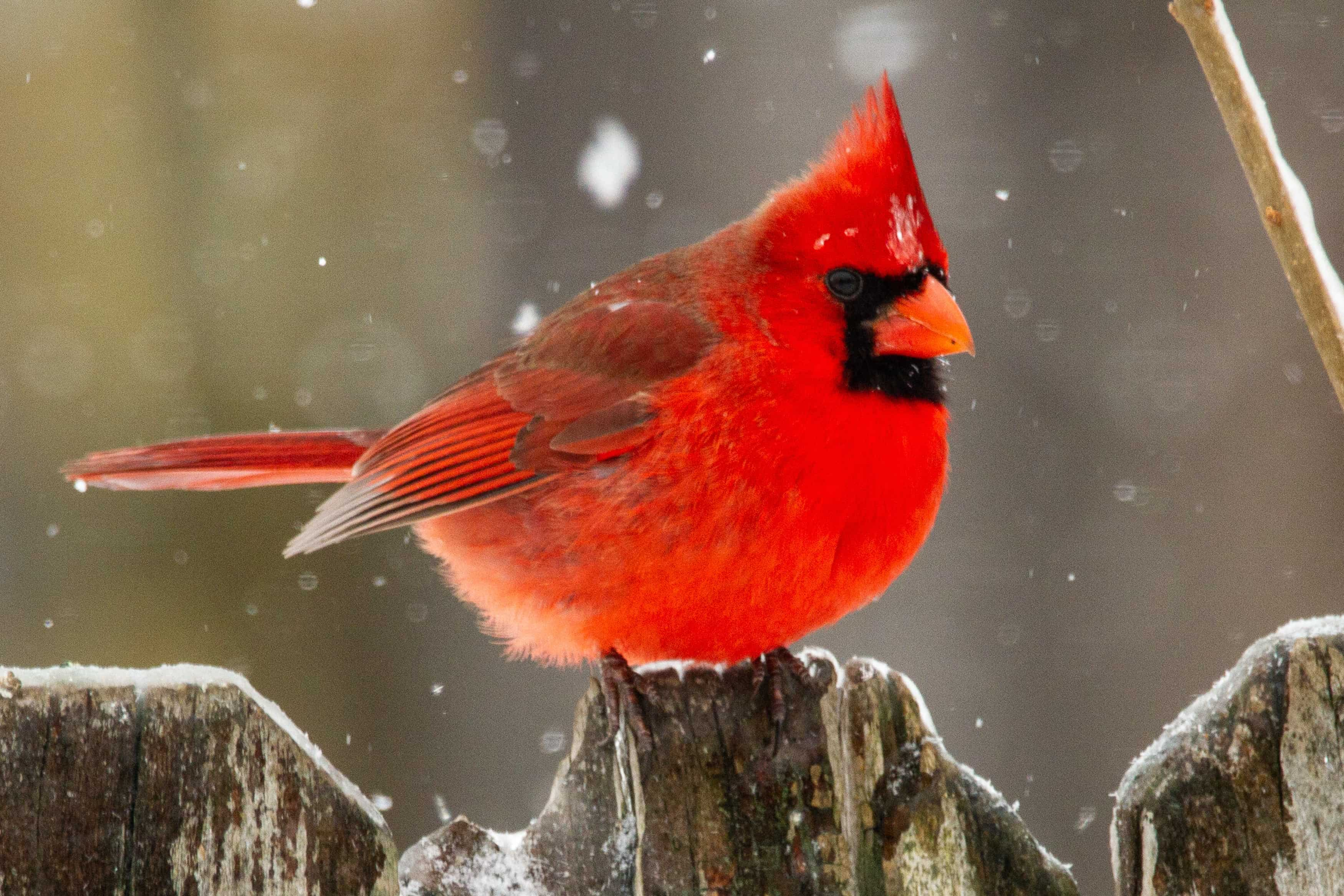 Seeing Red Cardinals Symbolism and Spiritual Meanings