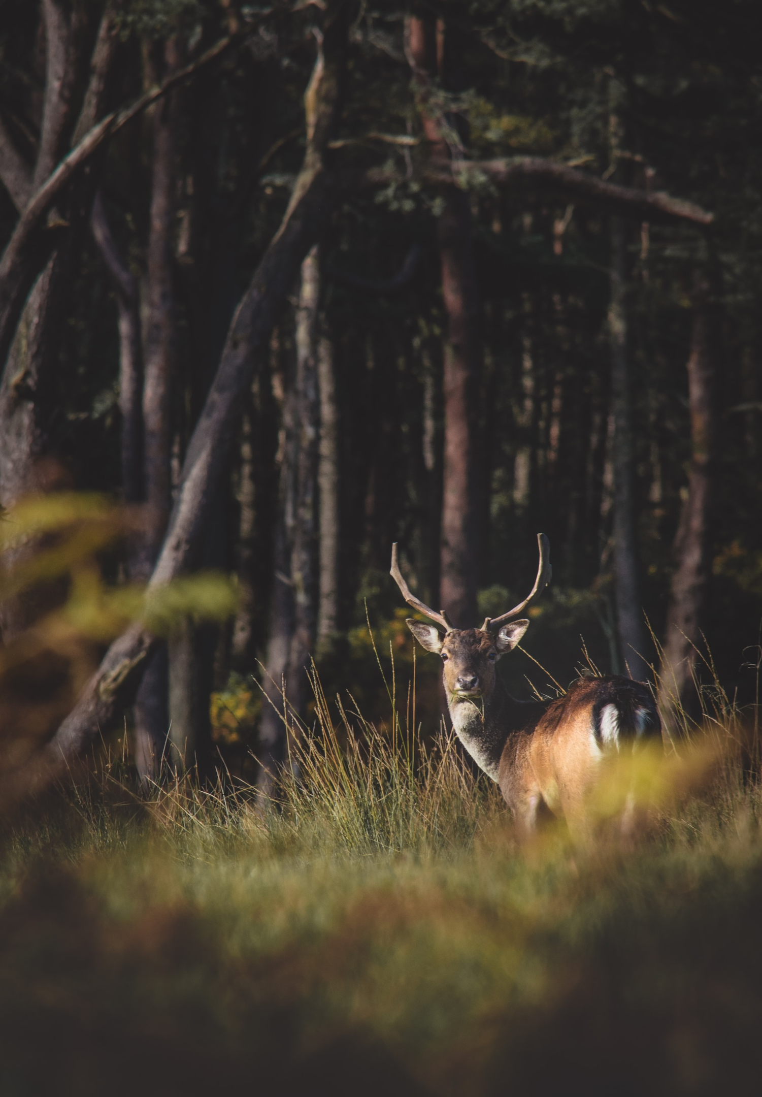 Brown deer at Margam County Park