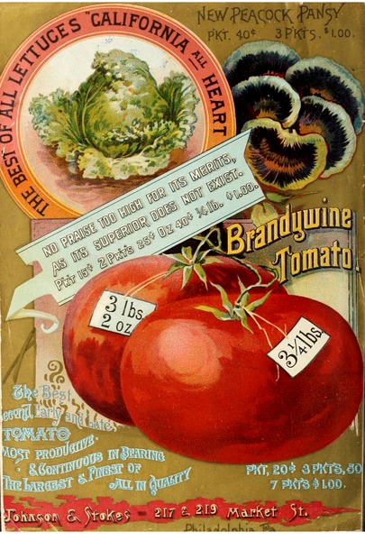 homegrown tomatoes, growing tomatoes in containers
