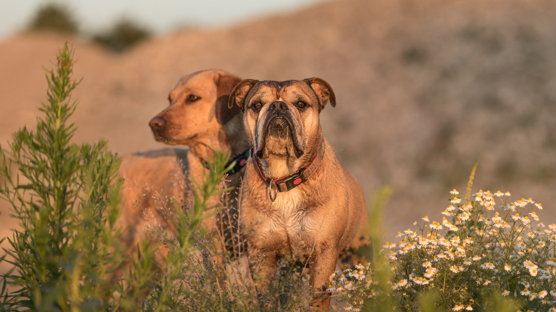 402fa761 8d6e 4ae3 8d34 d43162165c0d 12 Unique Types of Bulldogs Along With Their Characteristics