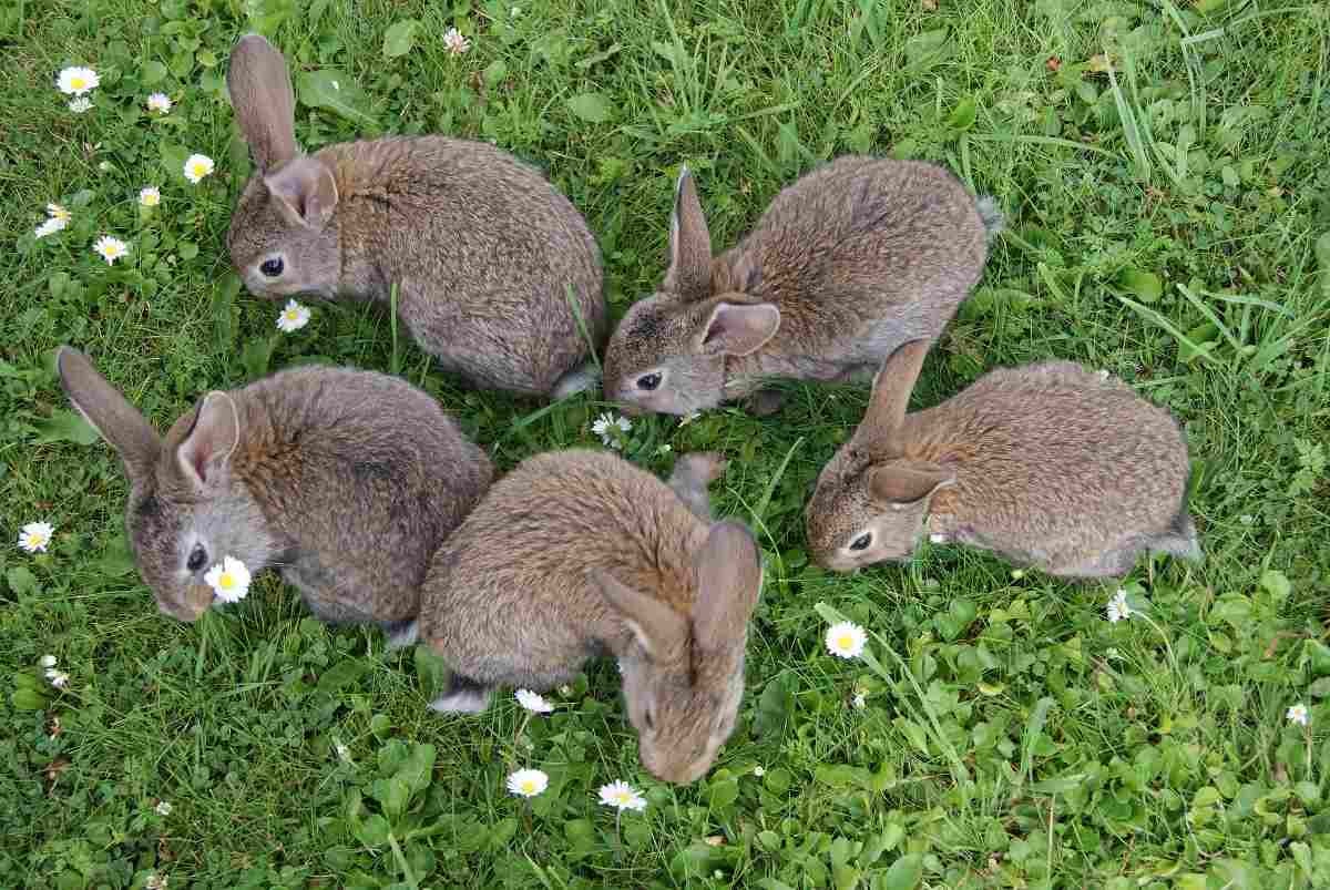 Organic Gardening for Rabbits