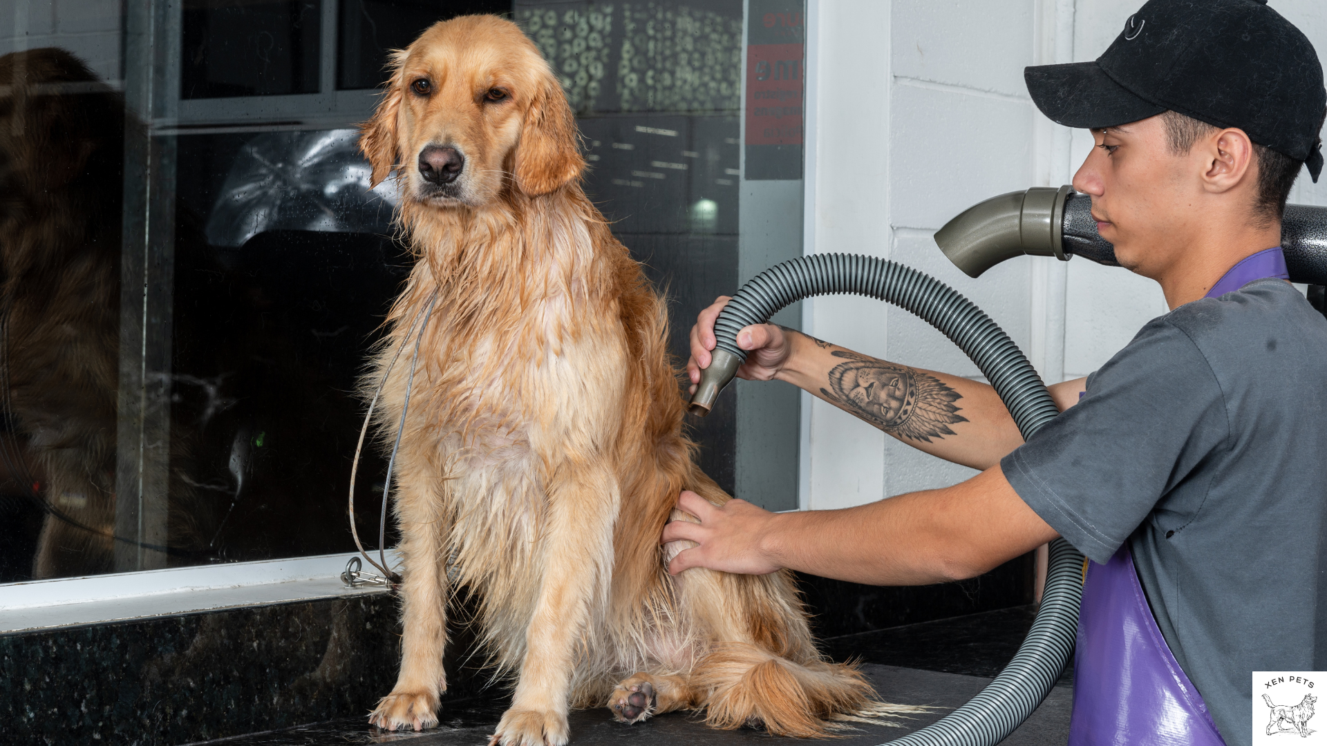 golden retriever at the groomers