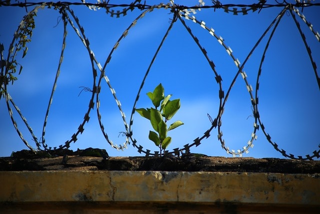 plant among barbed wire symbolizing how a good customer experience can drive business growth