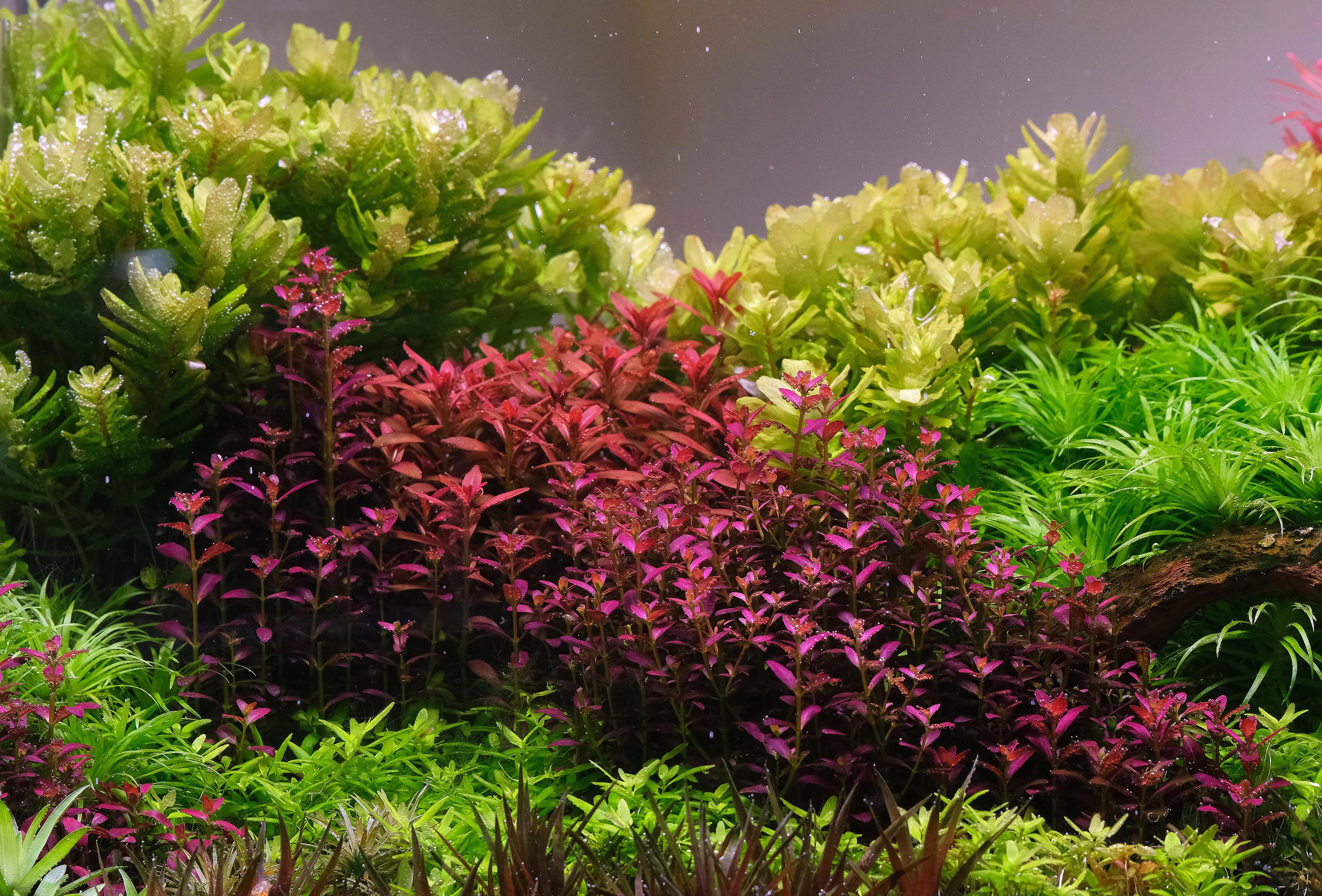 Rotala florida comparison with Rotala sunset